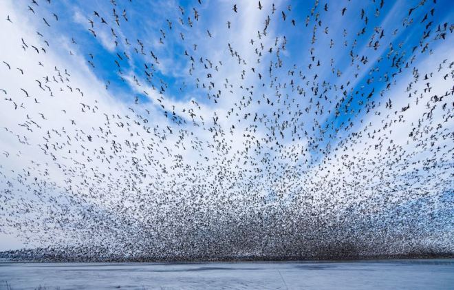Snow Geese Swarming